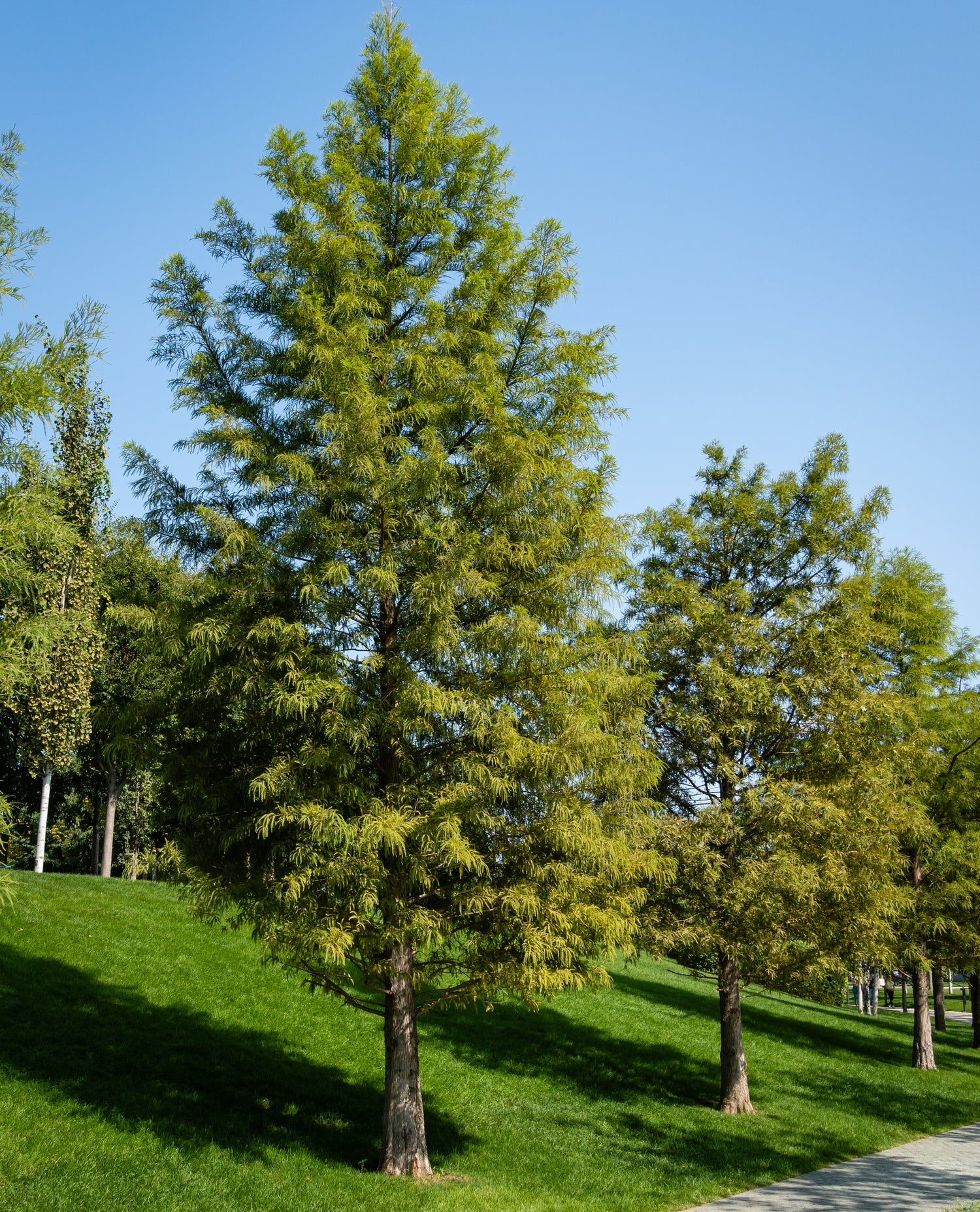 Bald Cypress, Shade Tree, Taxodium Distichum