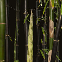 Black Bamboo Timor, Bambusa Lako