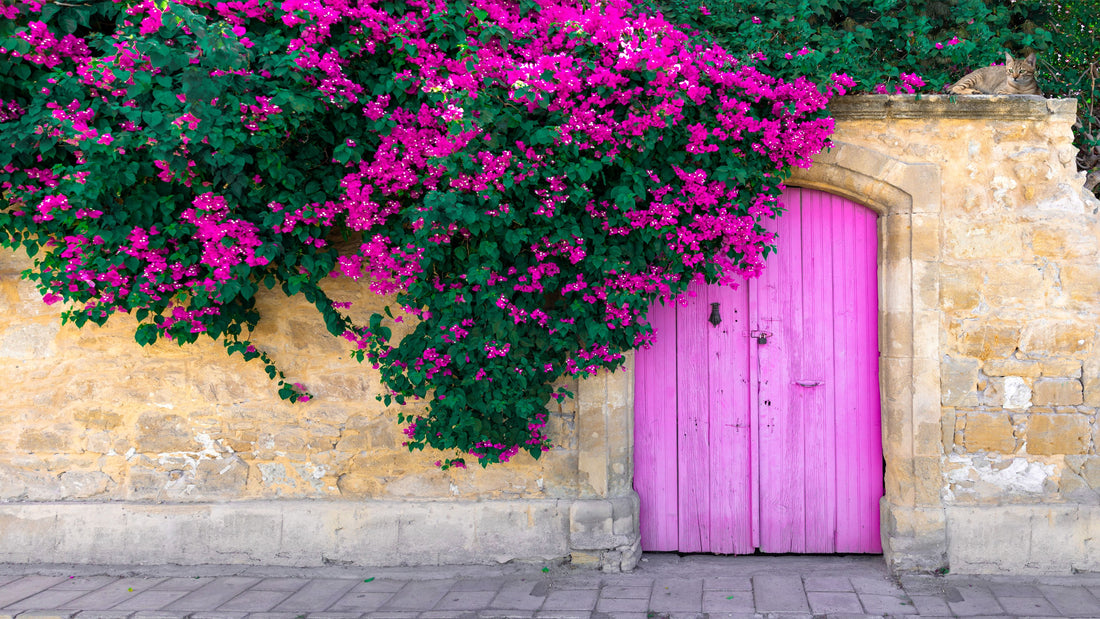 Bougainvillea Purple Flower Bush Form, New River Flowering Tree