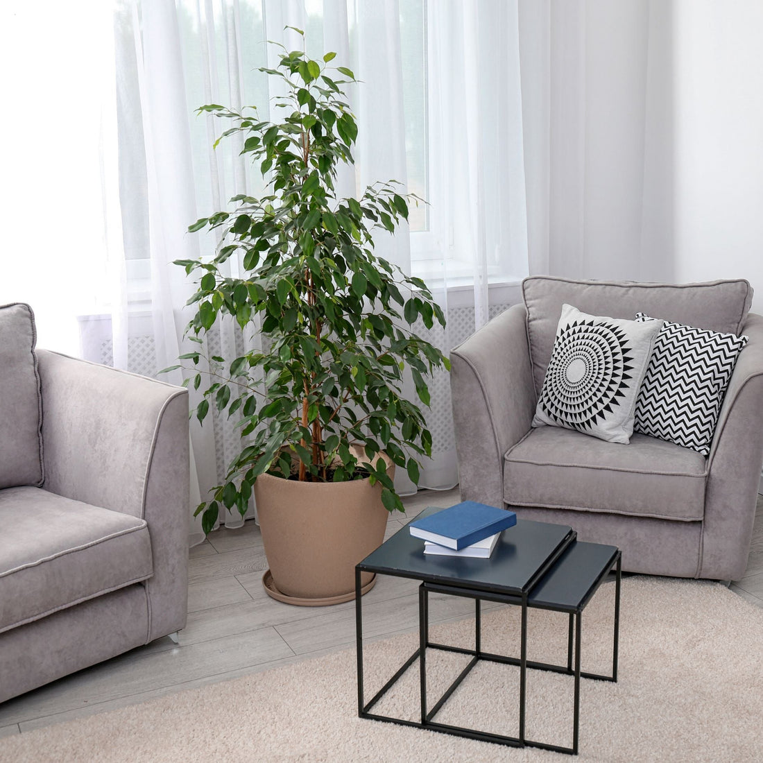 Ficus Moclame Bush, Ficus Microcarpa Daniella