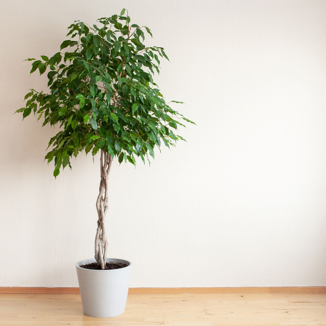 Braided Ficus Benjamina Tree, Weeping Fig Deco Pot 5gal