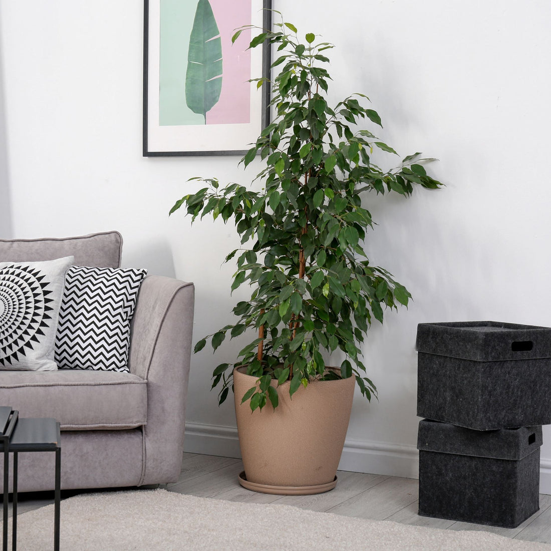 Ficus Benjamina Too Little Dwarf