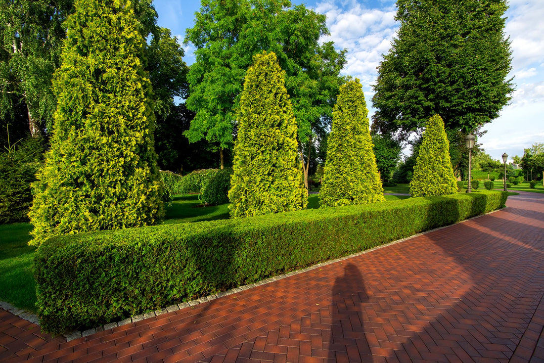 Yellow Ribbon Arborvitae, Thuja occidentalis