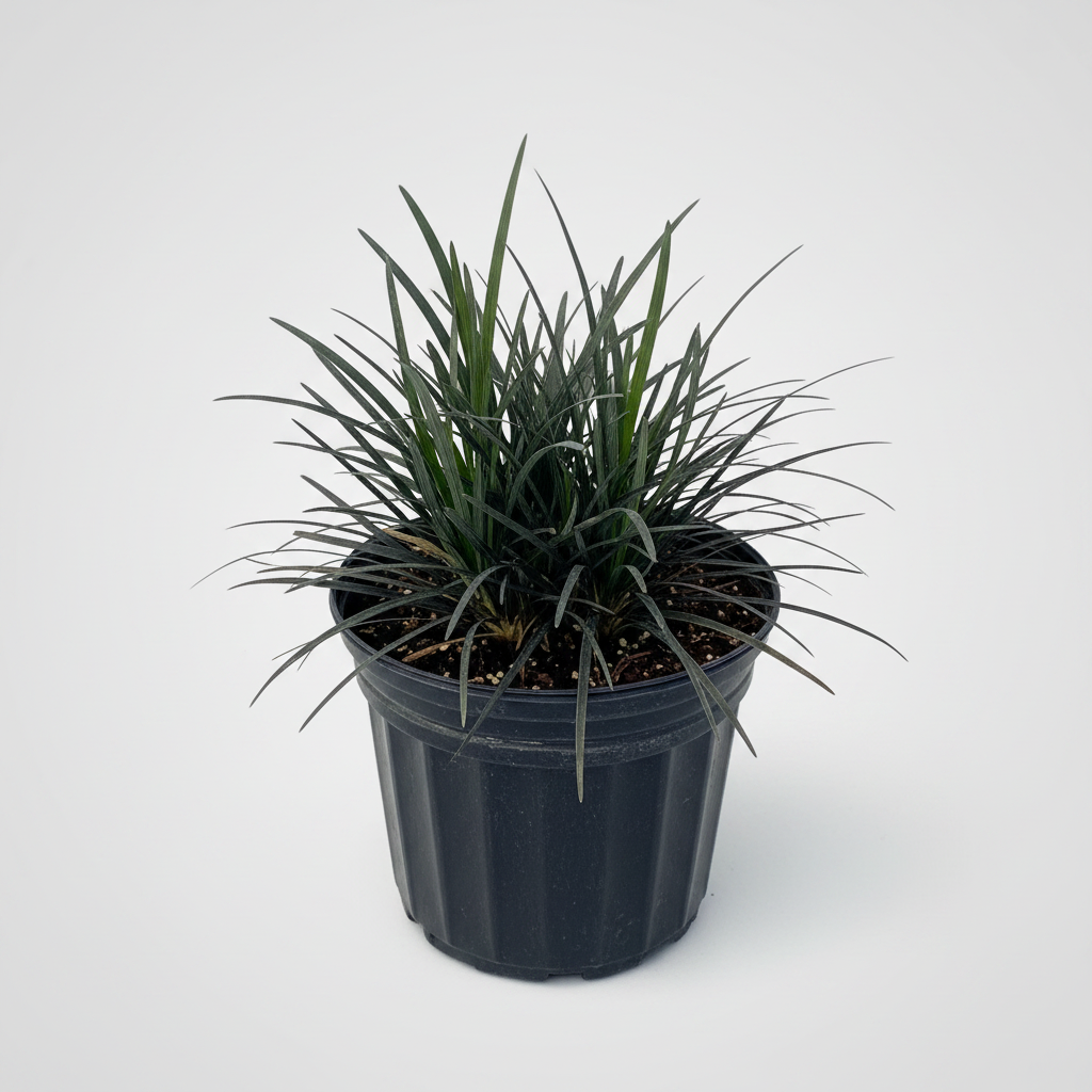 A potted ornamental black mondo grass plant with long, narrow green leaves, planted in a black plastic nursery pot against a light gray background.