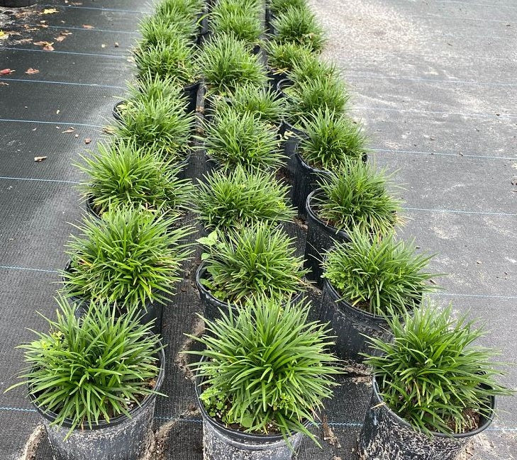 Dwarf Mondo Monkey Grass