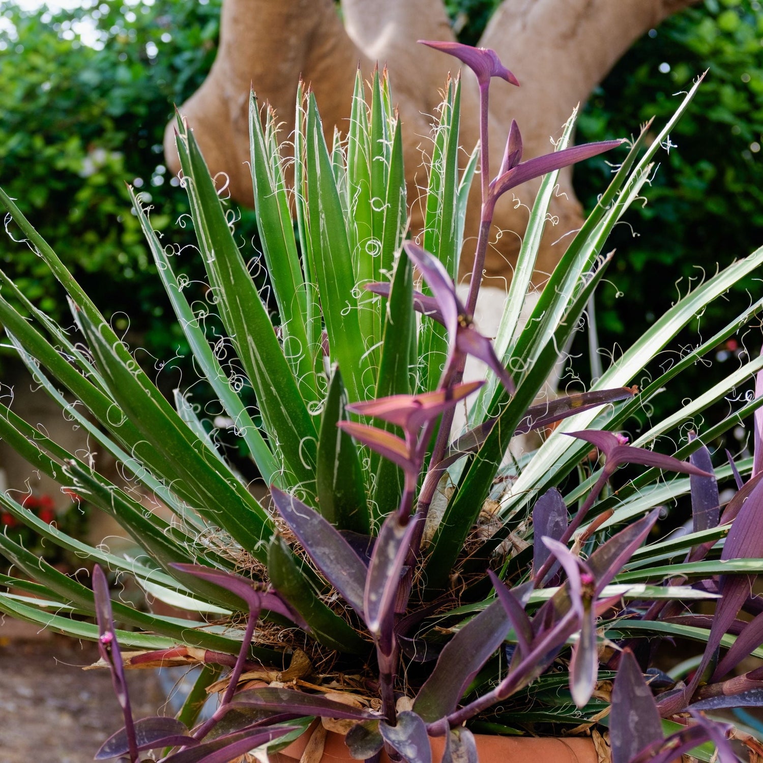 philodendron black widow Buy The Agave Black Widow (Agave Schidigera)