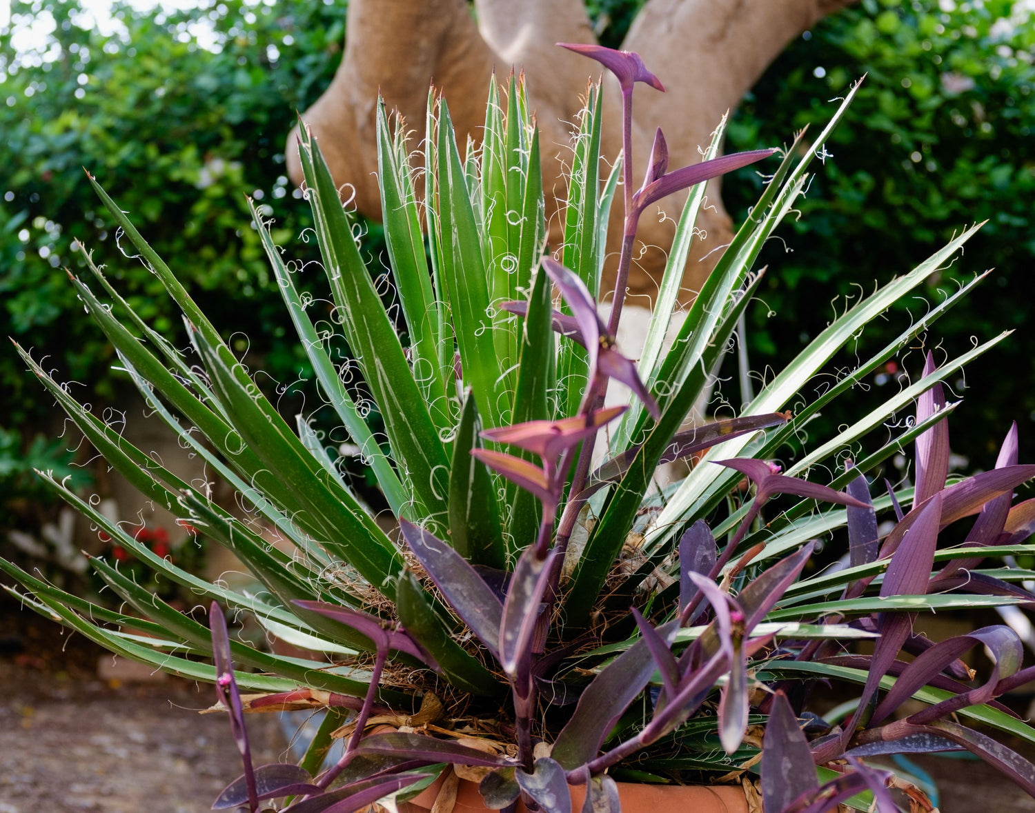 Agave Black Widow Schidigera, Century Plant