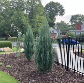 Blue Arrow Rocky Mountain Juniper – Eureka Farms