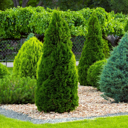 A landscaped garden bed with several conical green shrubs, including a central tall green tree-like bush, surrounded by mulch, grass, and a hedge in the background.