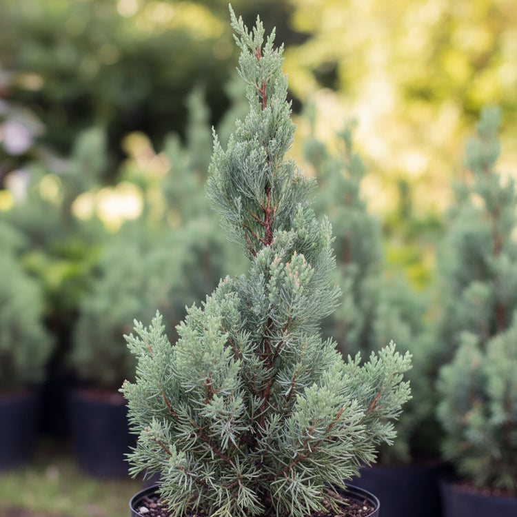 Explore Collection of Topiary Trees for Love ones | Eureka Farms