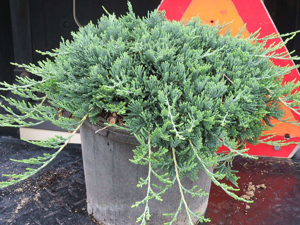Buy Blue Rug Juniper Shrub | Eureka Farms