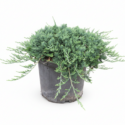 Blue rug juniper A small evergreen shrub with dense blue-green foliage in a dark gray nursery pot, photographed against a plain white background.