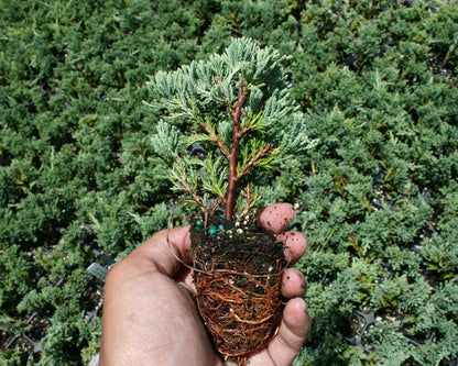 Blue Rug Juniper Shrub