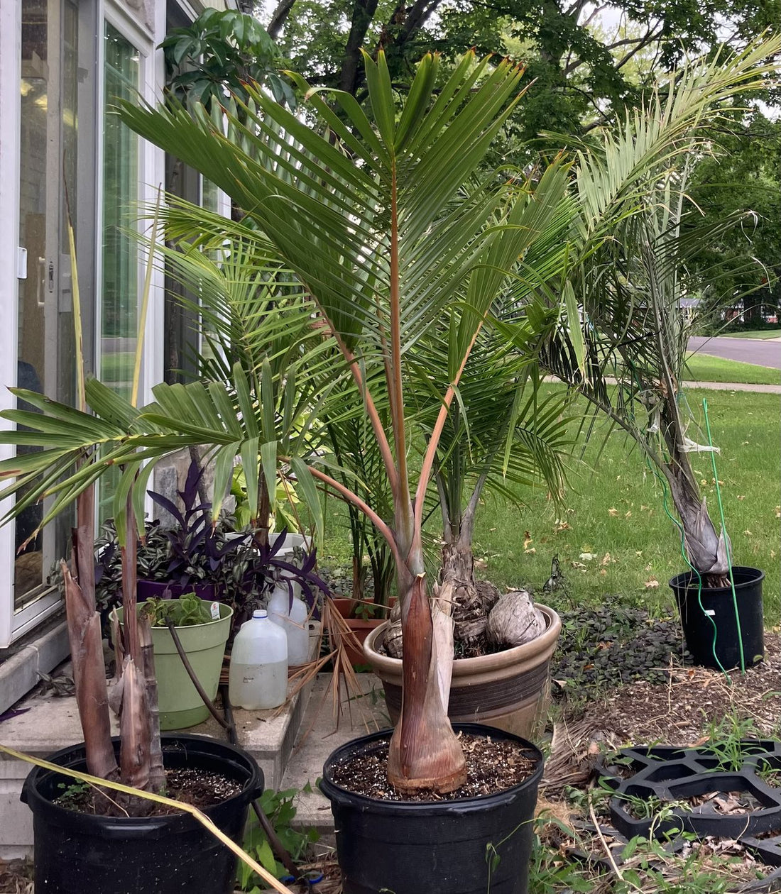 Cuban Bottle Palm, Colpothrinax wrightii, Palma Barrigona