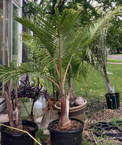 front view of Bottle Palm, Hyophorbe lagenicaulis