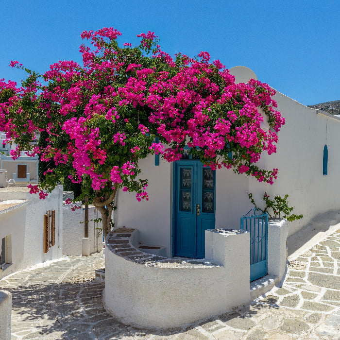 Mature Bougainvillea Miami Pink Bush Form Flowering Tree with cascading pink flowers and lush tropical canopy, showing full grown landscape appearance ideal for Mediterranean style gardens.