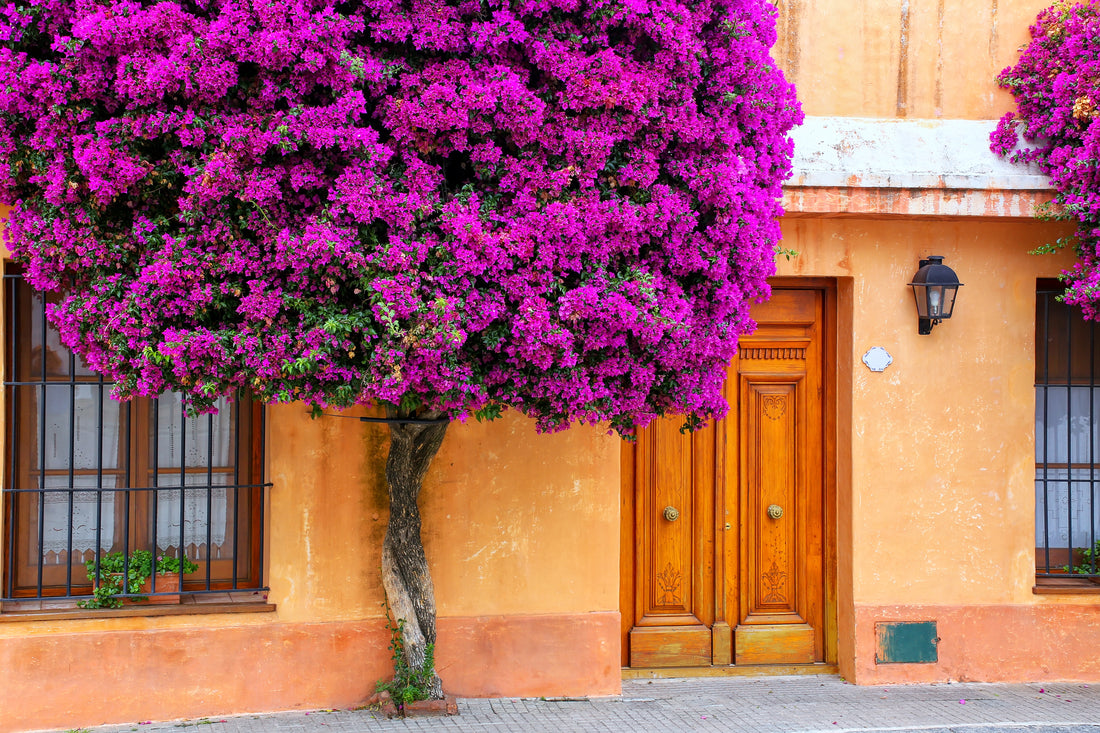 Bougainvillea New River Purple, Bush Form Flowering Tree