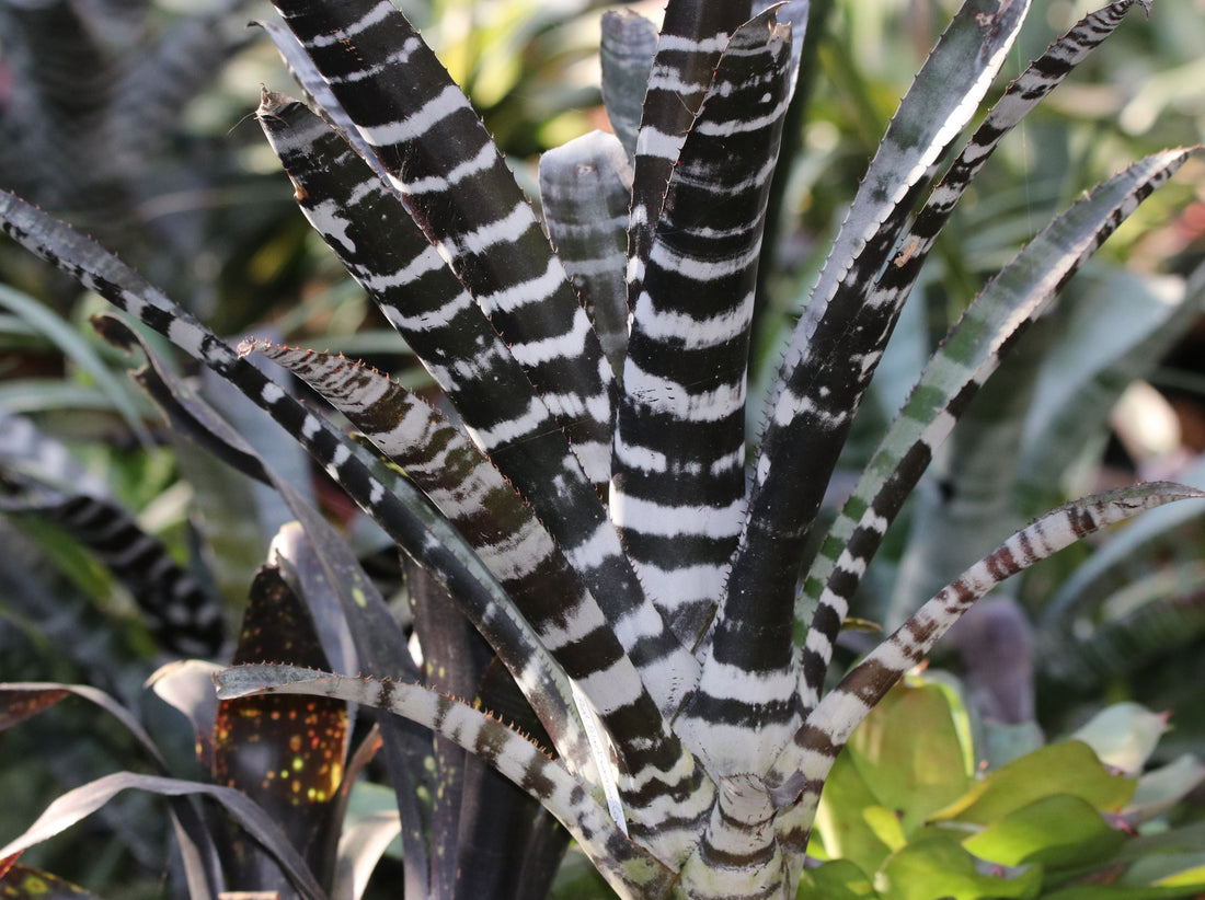 Bromeliad Aechmea Chantinii &