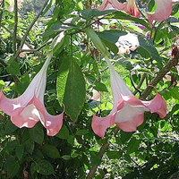 Pink Angel Trumpet Flowering Tree