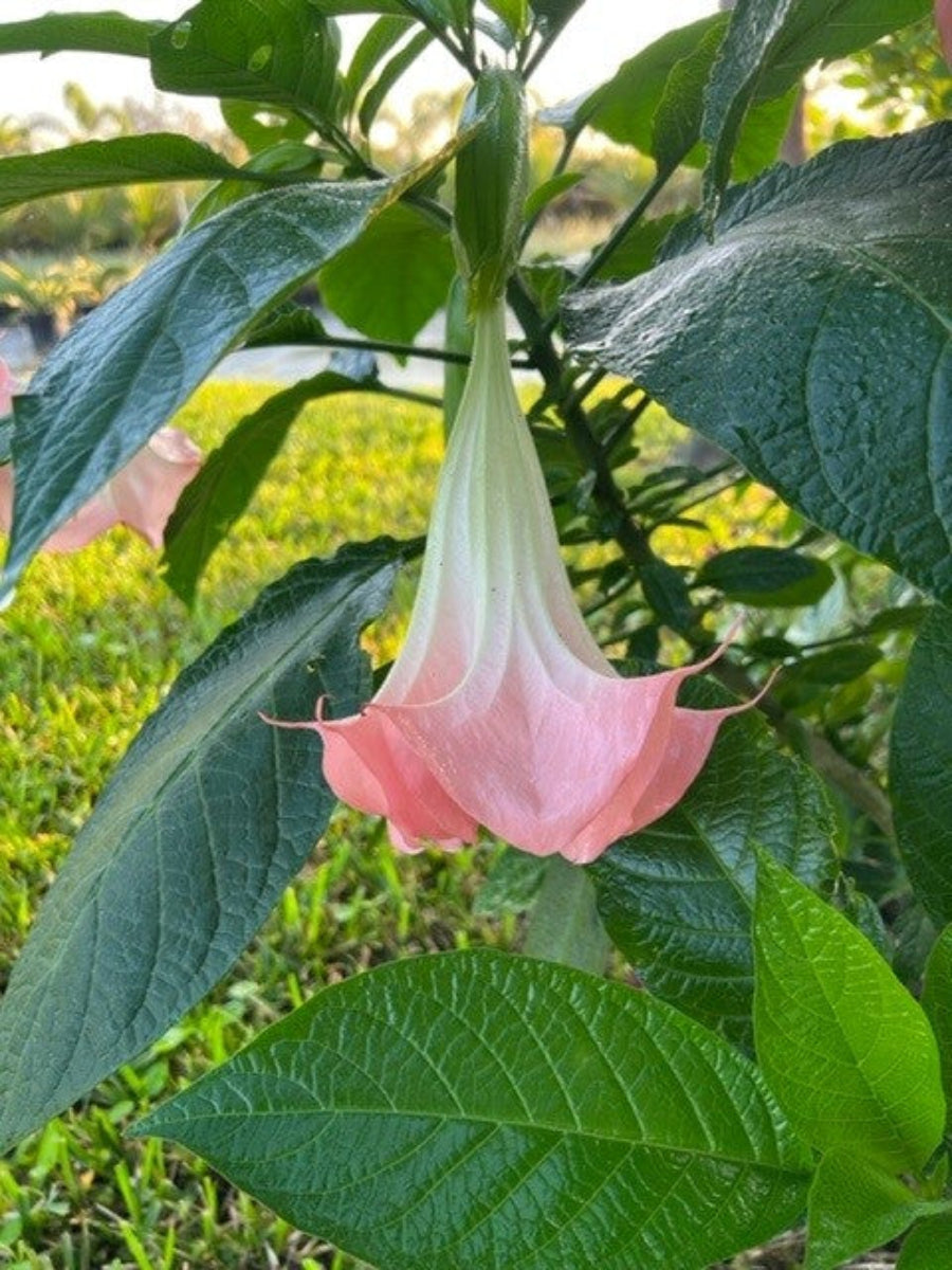 A close-up view of large, pendulous pink and white trumpet-shaped flowers blooming
