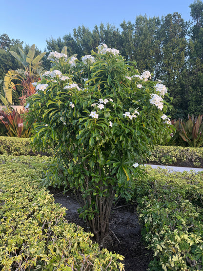 Bridal Bouquet Plumeria White Flowering Tree