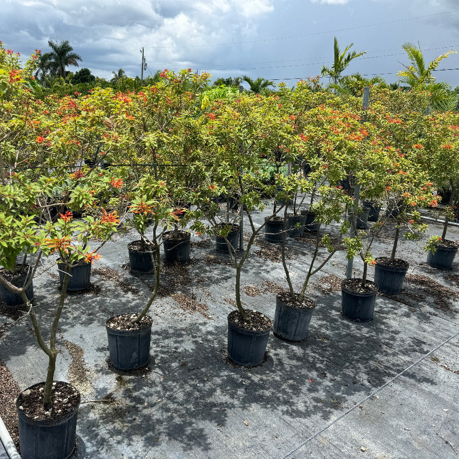 Firebush plants featuring lush green leaves and distinctive tubular orange flowers, growing in black nursery pots