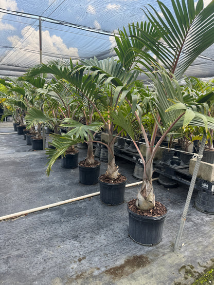 Bottle Palm, Hyophorbe lagenicaulis
