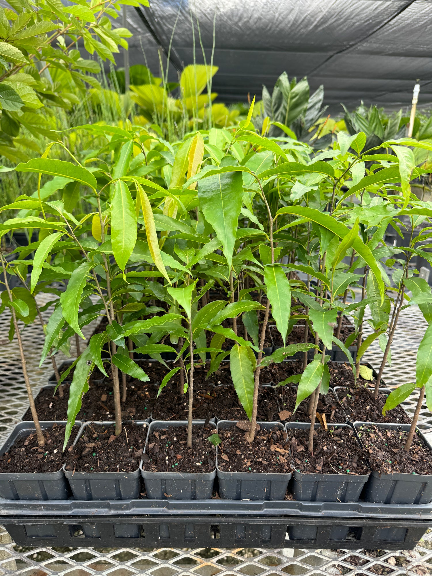 Mast Tree, Sorrowless Tree, False Ashoka