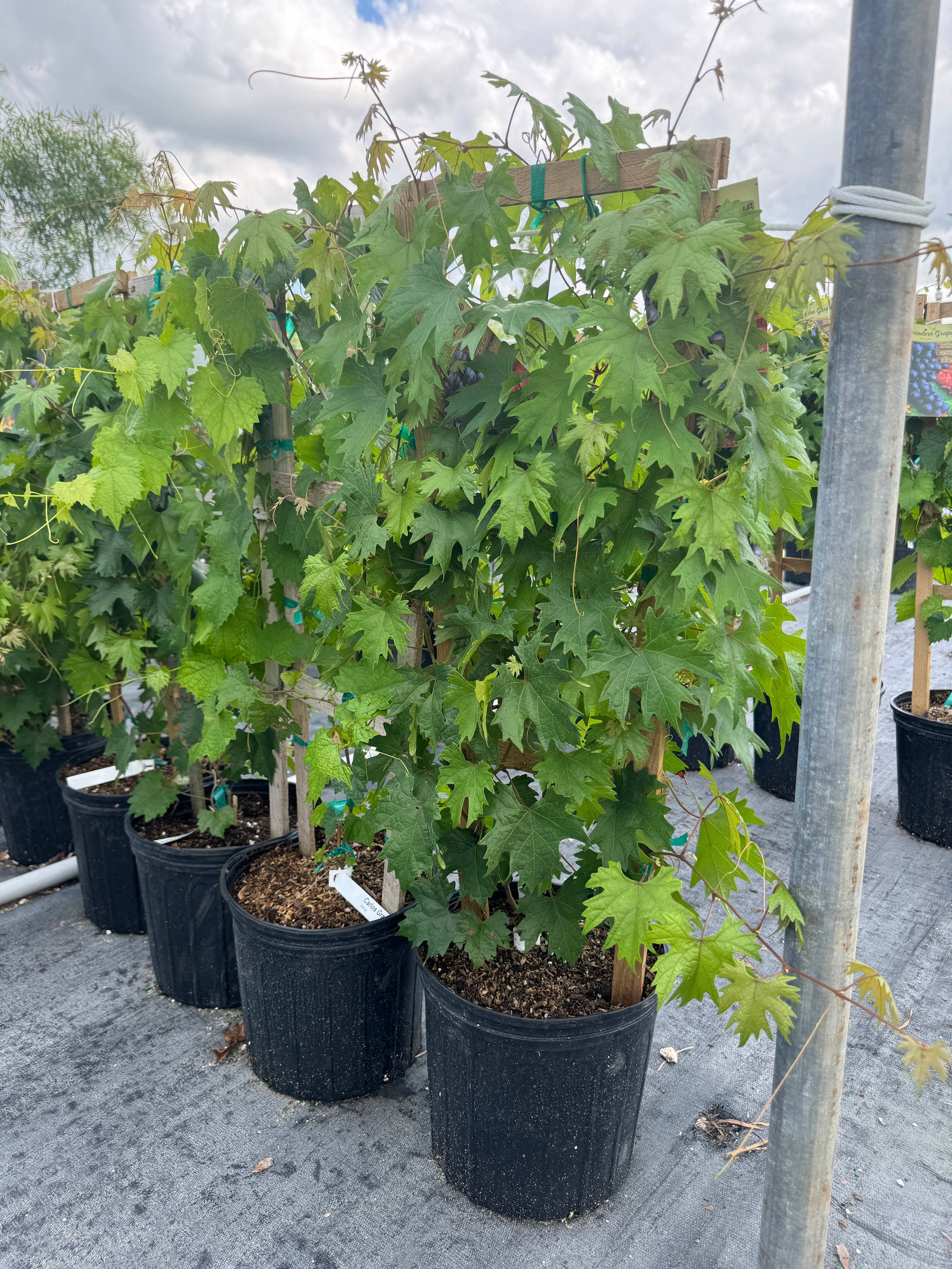 Muscadine Carlos Grape Vine, Muscadinia Vitus Rotundifolia