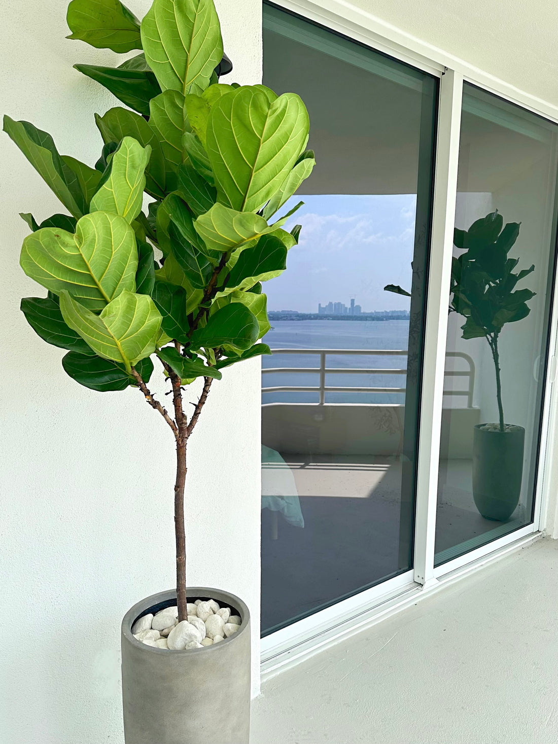 Ficus Lyrata Tree Like Form Single Stem, Fiddle Leaf Fig Tree