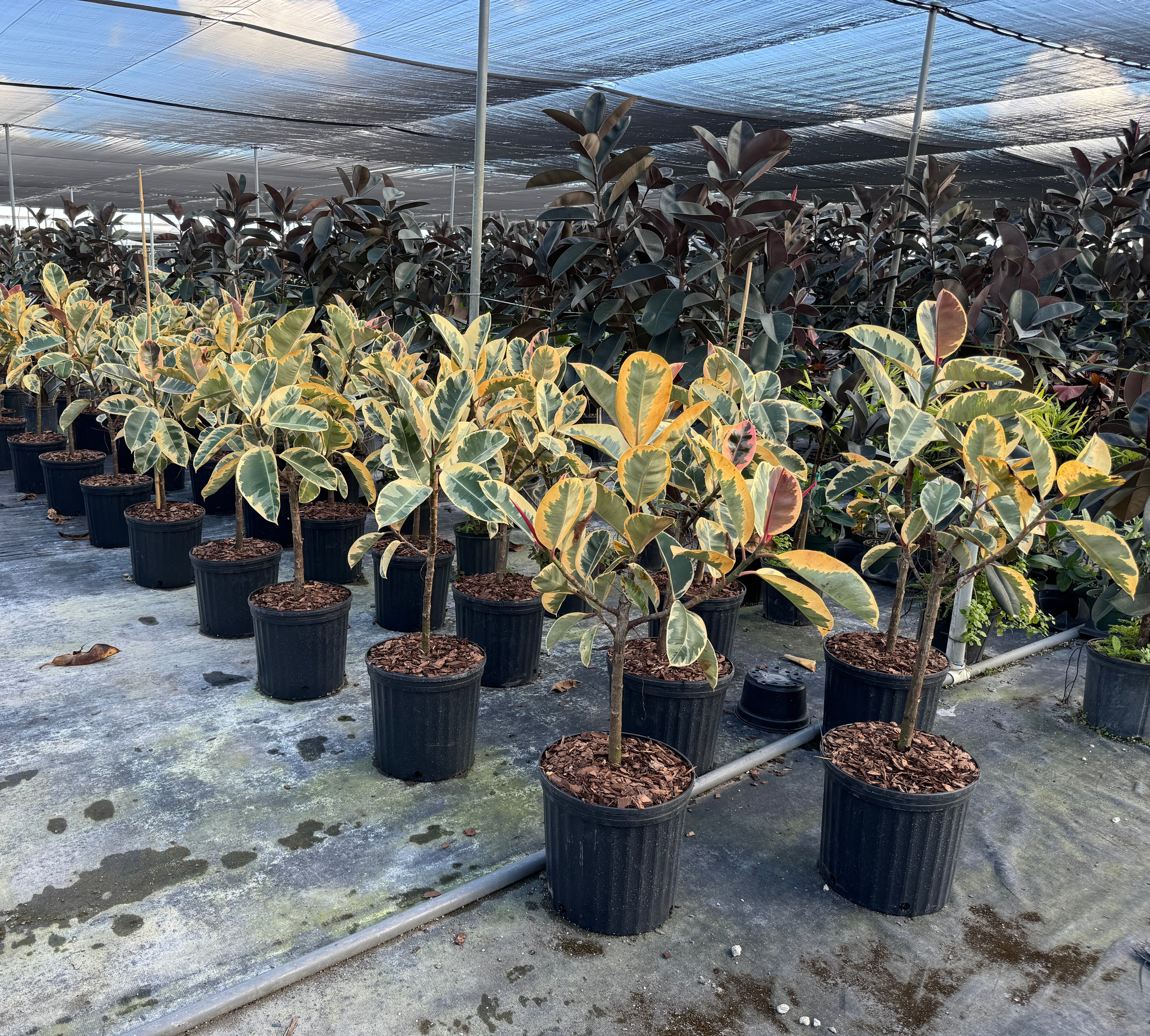 Ficus Tineke Tree Form Single Stem, Variegated Elastica Rubber Tree Decora
