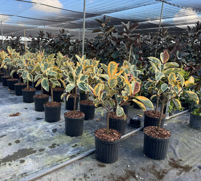 Ficus Tineke Tree Form Single Stem, Variegated Elastica Rubber Tree Decora