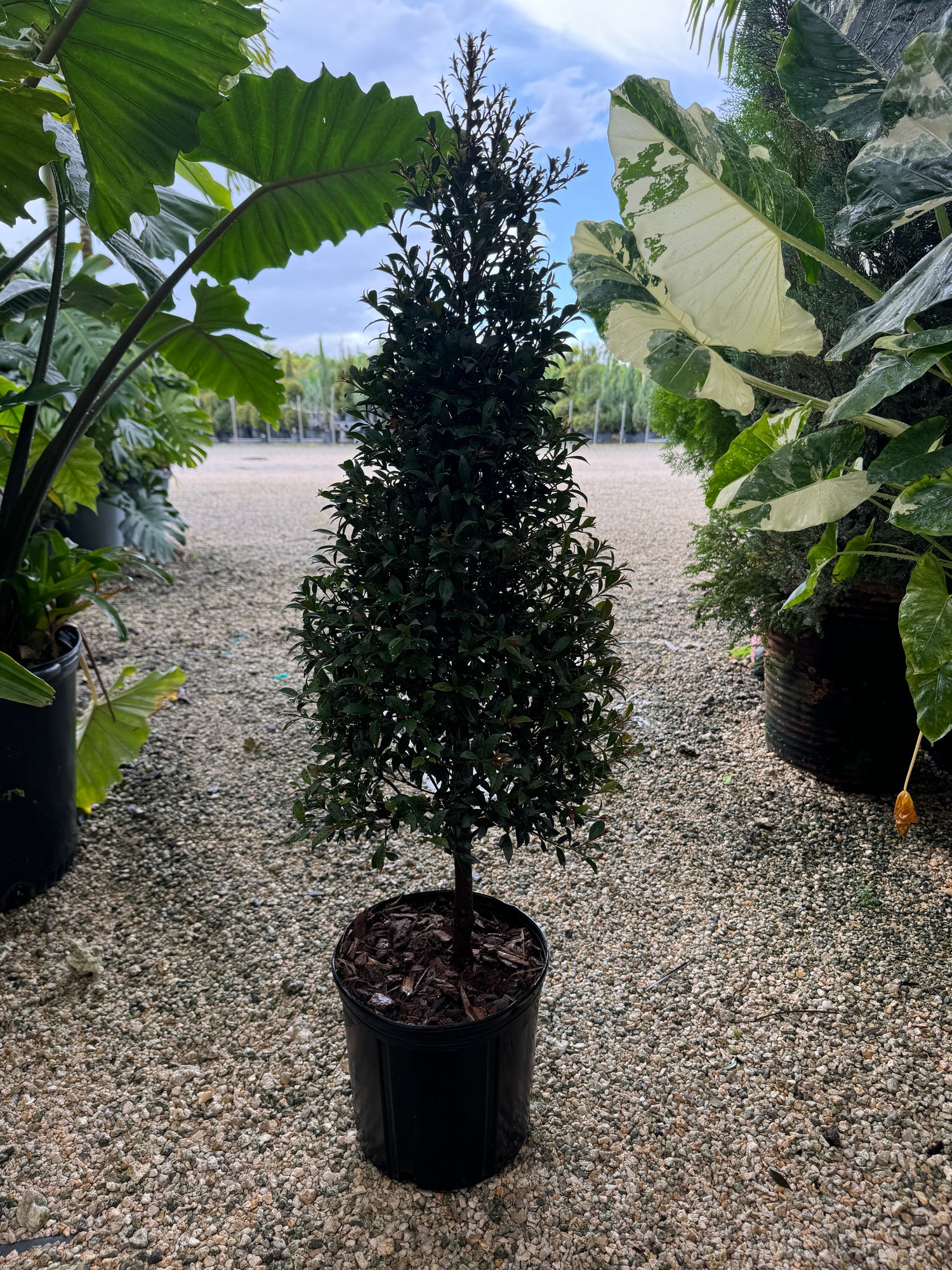 Topiary Eugenia Cone, Tree Form