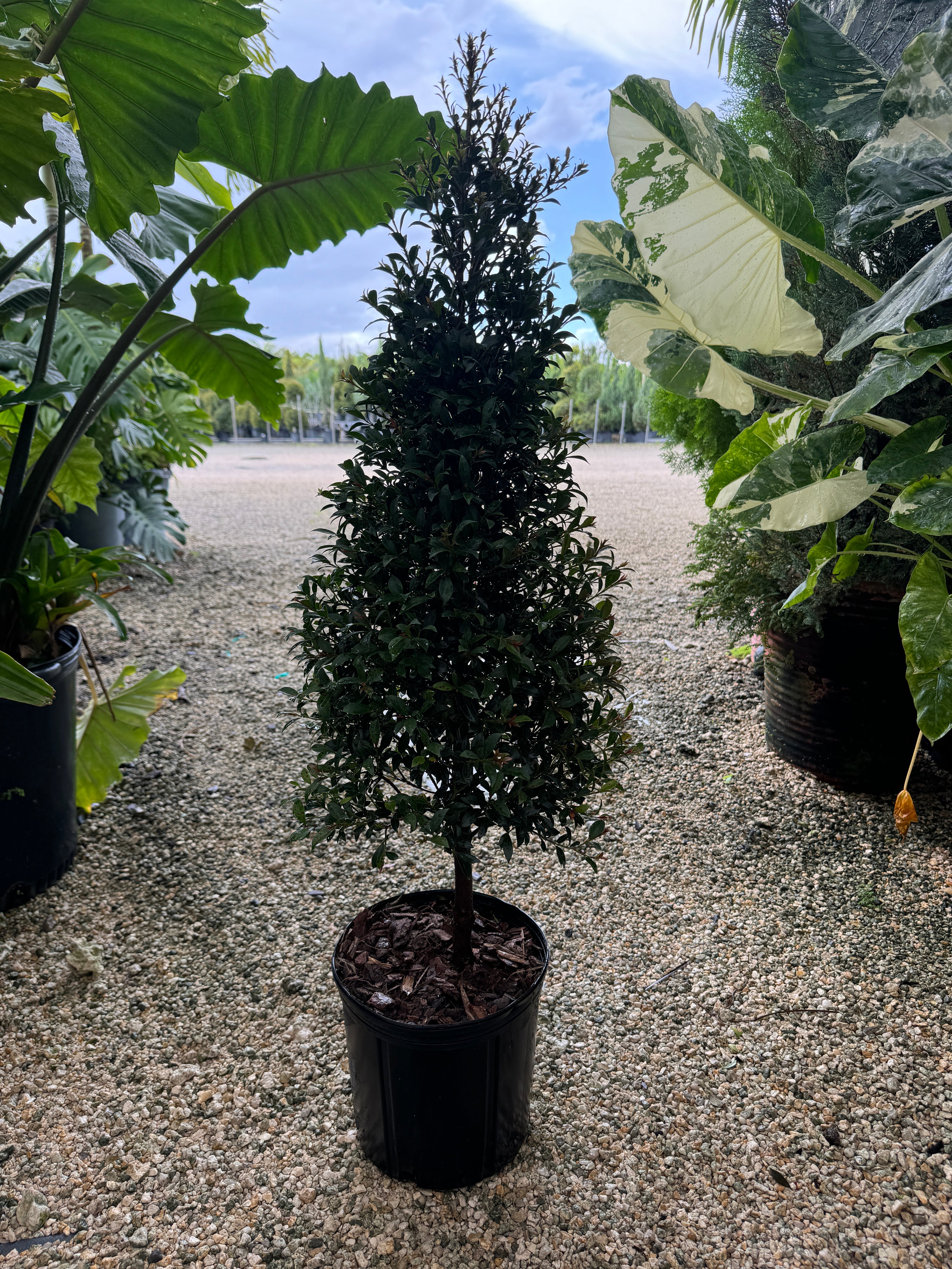 Topiary Eugenia Cone, Tree Form