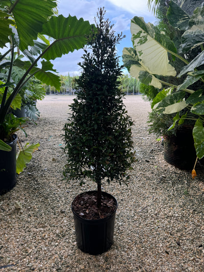 Topiary Eugenia Cone, Tree Form