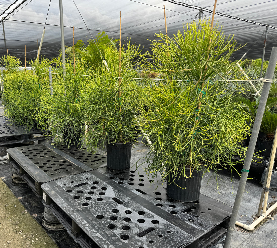 Euphorbia Pencil Tree Cactus, Milk Bush, Sticks of Fire