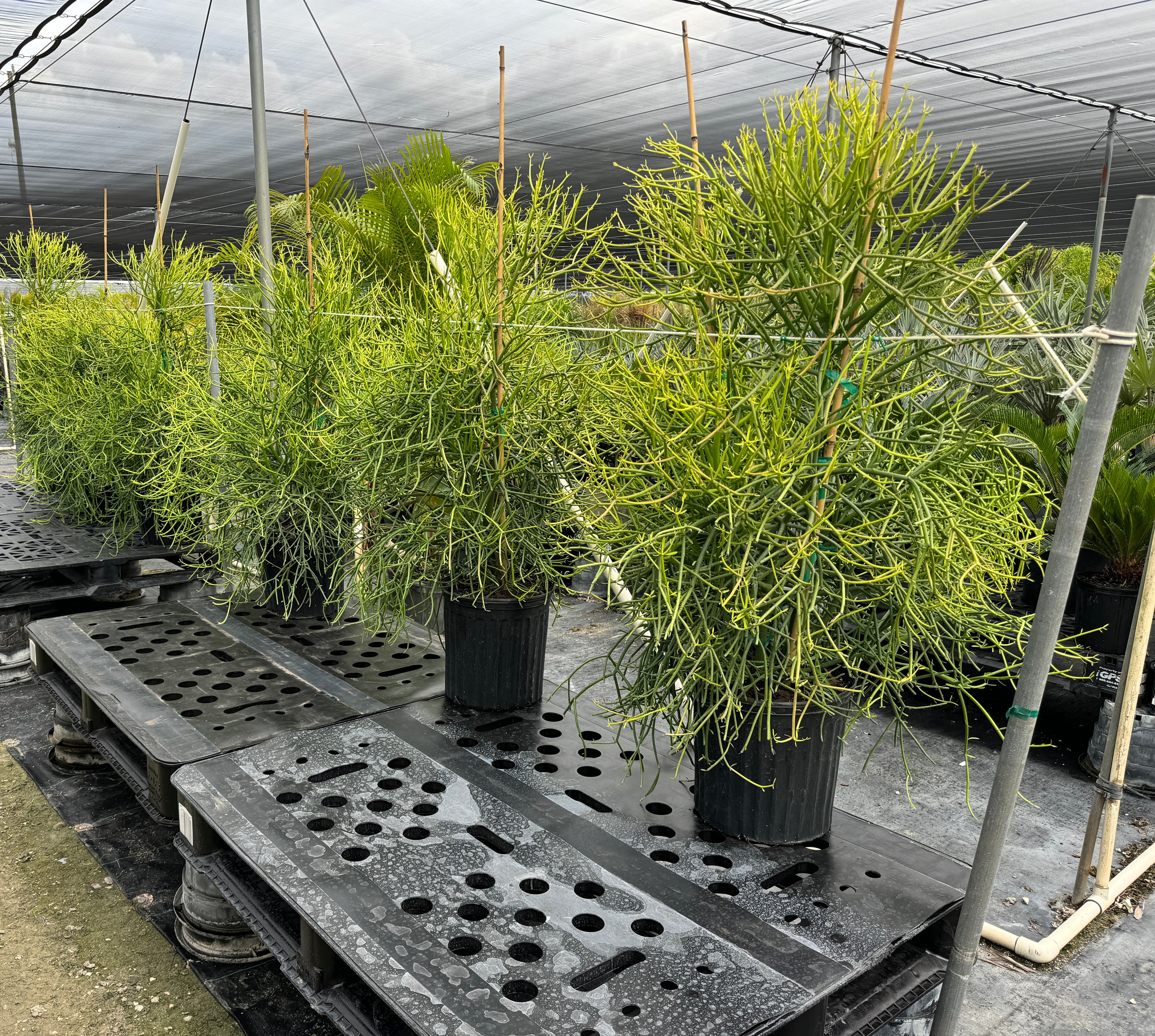 Euphorbia Pencil Tree Cactus, Milk Bush, Sticks of Fire