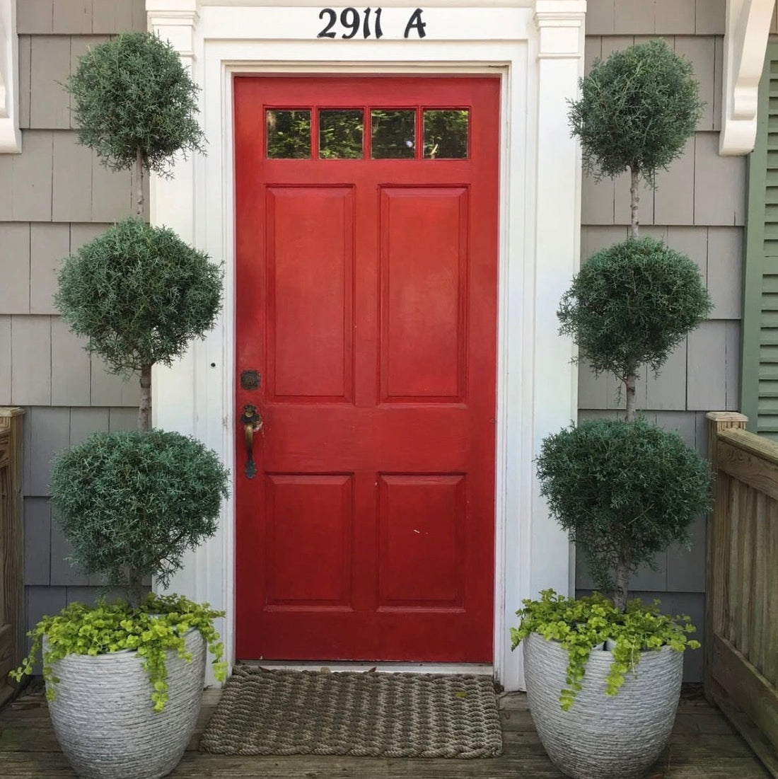 Large Topiary 3-Ball Carolina Sapphire tree form in front home entrance 5gal container dropped in a deco stone planter