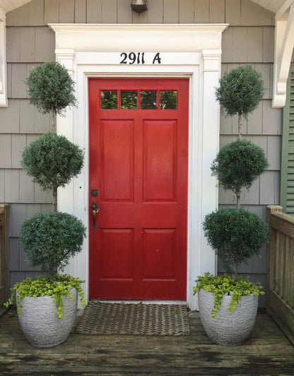 Large Topiary 3-Ball Carolina Sapphire tree form in front home entrance 5gal container dropped in a deco stone planter