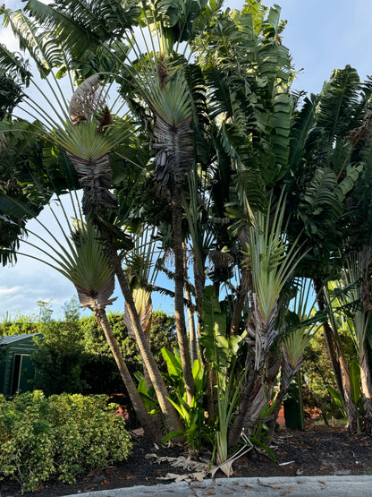 Travelers Palm Tree, Ravenala Madagascariensis
