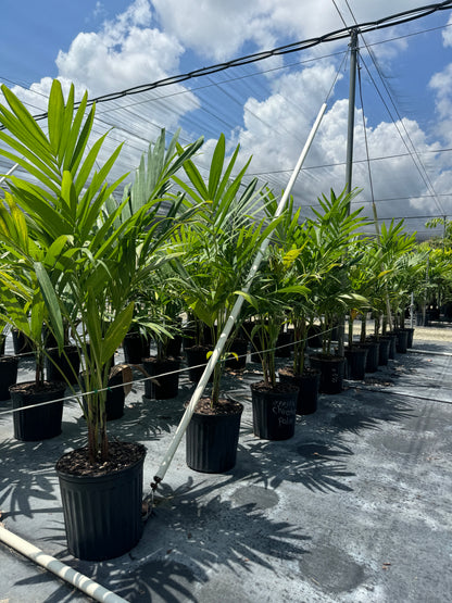 Christmas Palm Triple, Veitchia merrillii, Adonidia Merrillii