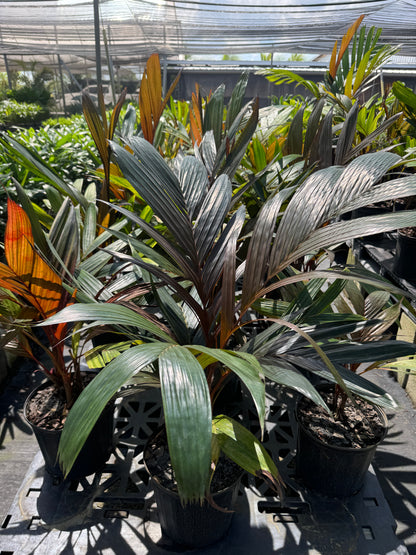 Areca Vestiaria, Red Crownshaft Palm, Rare and Exotic