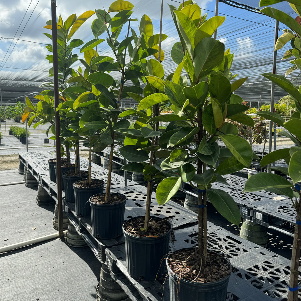 Ficus Shivereana Tree Form Single Stem, Moonshine Ficus in 5 gallon black nursery pots, prominently featuring clear single trunks and canopies of light green, variegated foliage, arranged in a neat row on elevated metal racks within a bright, shaded outdoor nursery setting, showcasing their healthy early growth and careful cultivation.