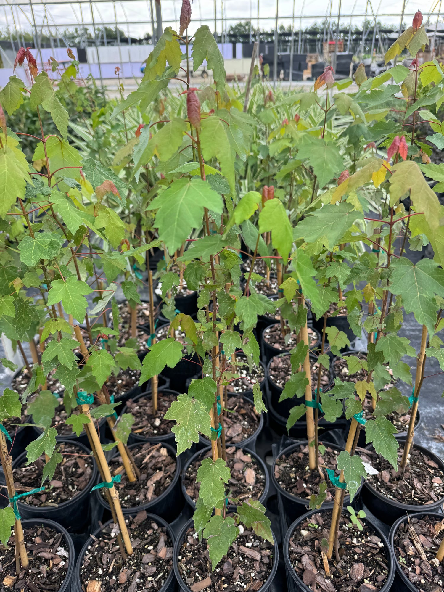 Red Maple Tree, Acer Rubrum