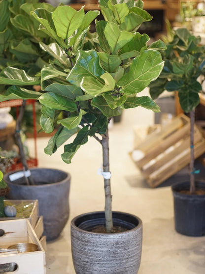 Ficus Lyrata Tree Form Single Stem, Fiddle Leaf Fig Tree