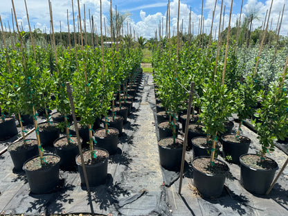 Green Buttonwood, Tree Form Conocarpus Erectus