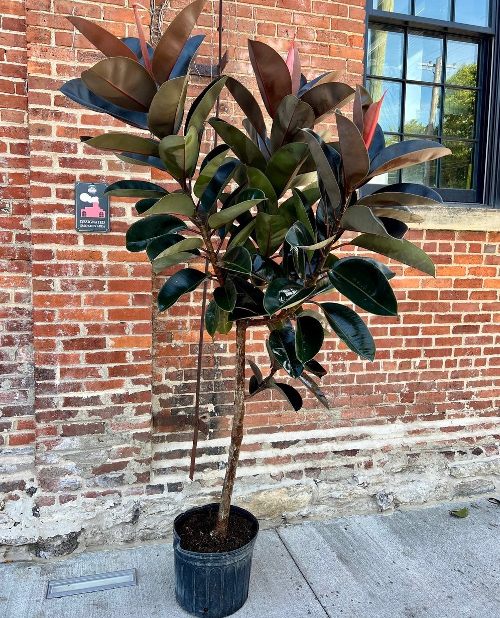 Ficus Burgundy Tree Form Single Stem, Rubber Tree