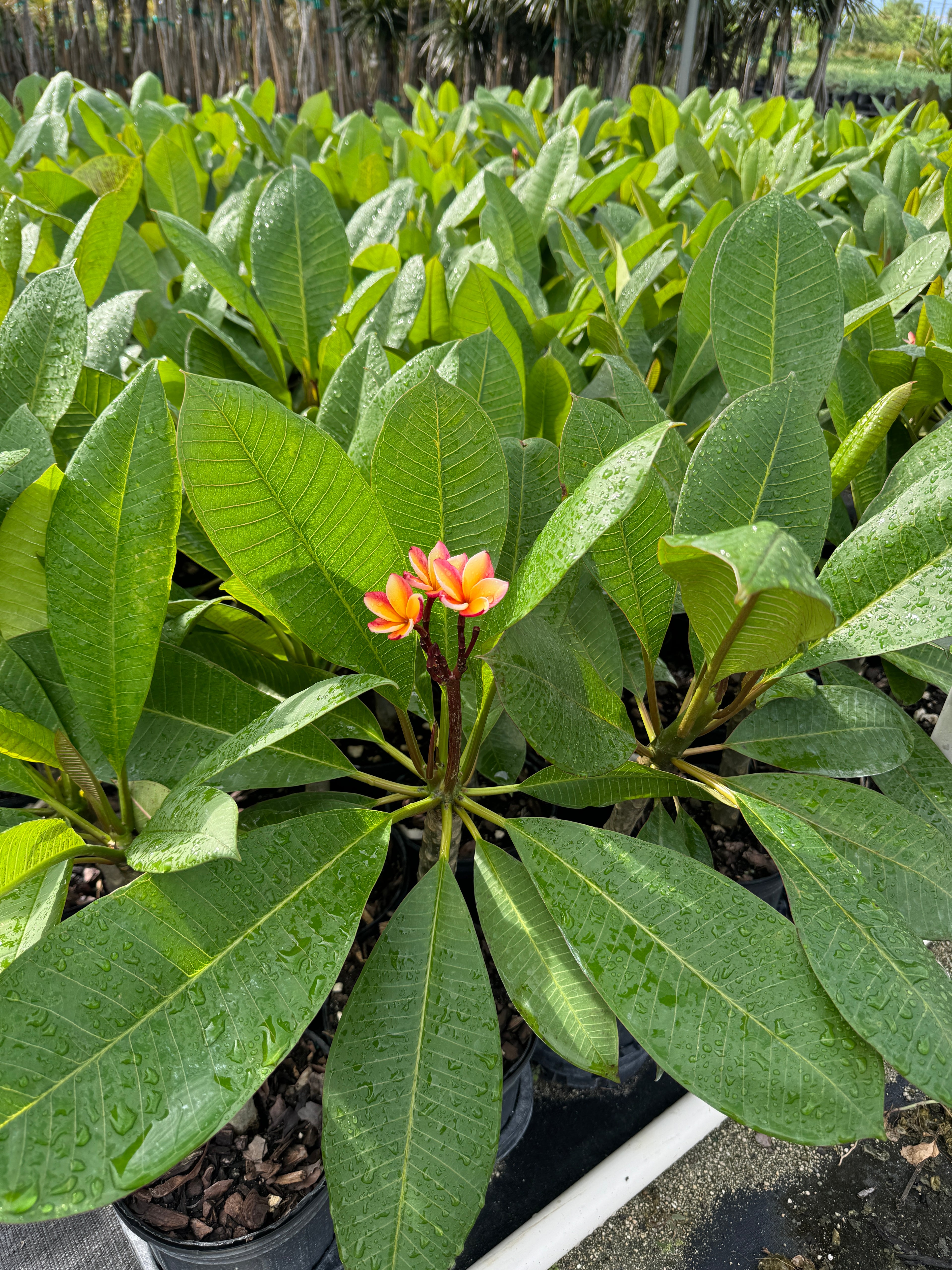 Plumeria Rubra Pink-Yellow Orchid Flowering Tree