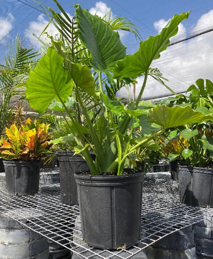 elephant ear plant landscape Alocasia California Odora, Elephant Ears