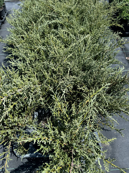 Bar Harbor Juniper Shrub, Compact Evergreen